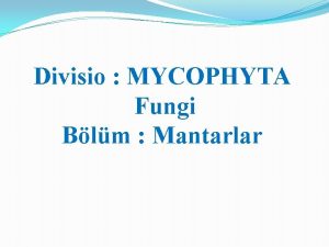 Divisio MYCOPHYTA Fungi Blm Mantarlar MANTARLAR Gerek kk