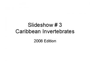 Slideshow 3 Caribbean Invertebrates 2008 Edition Phylum Molluska