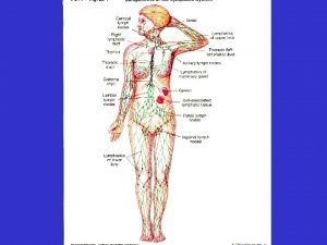 Lymphatic System Lymphatic System Functions Immunity Lipid transport