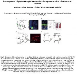 Development of glutamatergic innervation during maturation of adultborn