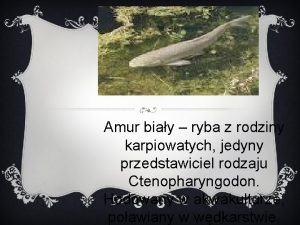 Amur biay ryba z rodziny karpiowatych jedyny przedstawiciel