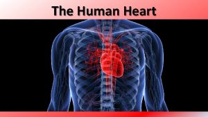 The Human Heart Functions of the Heart 1