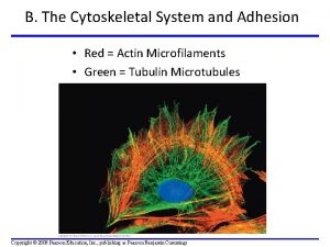 B The Cytoskeletal System and Adhesion Red Actin