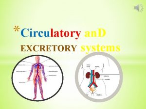 Circulatory an D EXCRETORY systems The circulatory system