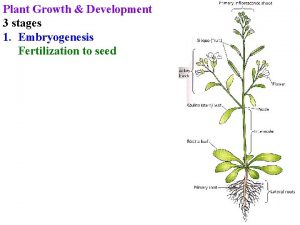 Plant Growth Development 3 stages 1 Embryogenesis Fertilization