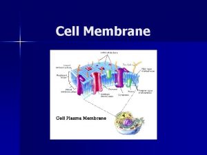 Cell Membrane Cell Membrane n n n Thin