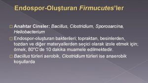 EndosporOluturan Firmucutesler Anahtar Cinsler Bacillus Clostridium Sporosarcina Heliobacterium