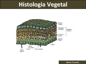 Histologia Vegetal Marcus Ferrassoli Histologia Vegetal Introduo Histologia