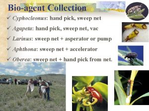 Bioagent Collection Cyphocleonus hand pick sweep net Agapeta