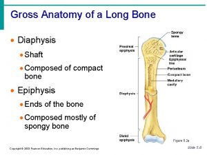 Gross Anatomy of a Long Bone Diaphysis Shaft