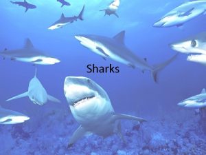 Sharks Classification Kingdom Animalia Phylum Class Subclass Superorder