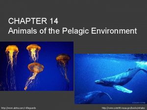 CHAPTER 14 Animals of the Pelagic Environment http