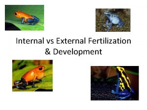 Internal vs External Fertilization Development Fertilization Fertilization is