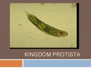 KINGDOM PROTISTA Kingdom Protista Scientists believe Protists paved
