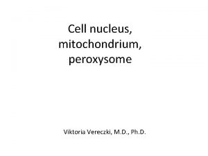 Cell nucleus mitochondrium peroxysome Viktoria Vereczki M D