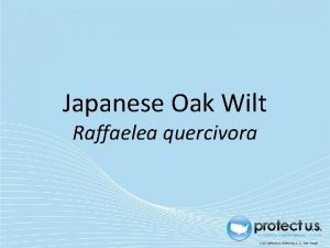 Japanese Oak Wilt Raffaelea quercivora Japanese Oak Wilt