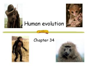 Human evolution Chapter 34 Humans Archonta 65 mya