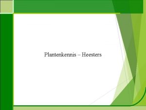 Plantenkennis Heesters Plantenkennis Aralia elata duivelswandelstok Hoogte 400