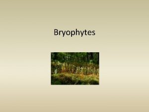 Bryophytes Bryophytes Bryophytes are nonvascular plant examples are