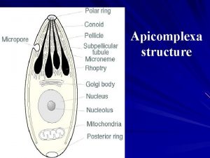 Apicomplexa structure Phylum Apicomplexa Class Sporozoea Subcl Coccidia