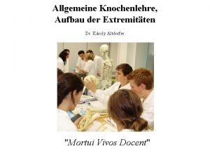 Allgemeine Knochenlehre Aufbau der Extremitten Dr Kroly Altdorfer