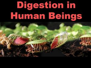 Digestion in Human Beings 26 1 Why We