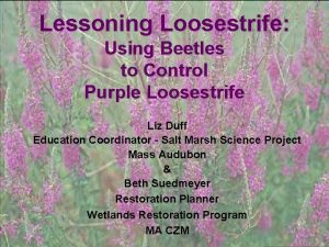 Lessoning Loosestrife Using Beetles to Control Purple Loosestrife
