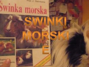 Ojczyzna i pochodzenie winek morskich Ojczyzn winek morskich