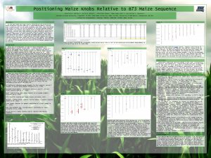 Positioning Maize Knobs Relative to B 73 Maize