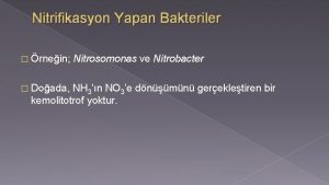 Nitrifikasyon Yapan Bakteriler rnein Doada Nitrosomonas ve Nitrobacter