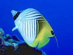 Coral reefs begin to form when freeswimming coral