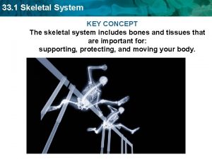 33 1 Skeletal System KEY CONCEPT The skeletal