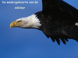 De wedergeboorte van de adelaar De adelaar heeft