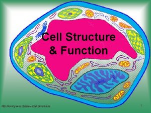 Cell Structure Function http koning ecsu ctstateu educell