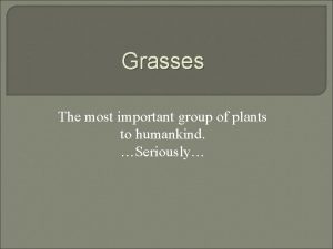 Grasses The most important group of plants to