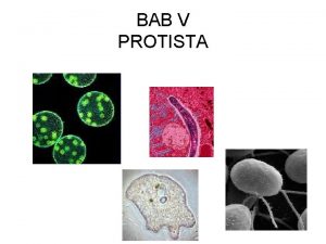 BAB V PROTISTA Contoh Protista yang Menyerupai Jamur