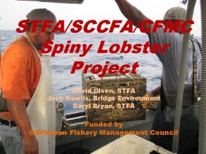 STFASCCFACFMC Spiny Lobster Project David Olsen STFA Josh