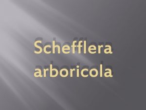 Schefflera arboricola Opis Rastlina je populrna drevina pochdzajca