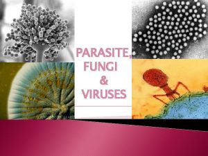 PARASITE FUNGI VIRUSES Parasite Are eukaryotes that depend