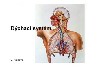 Dchac systm J Riedlov Anatomick lenn Horn cesty