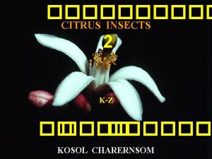 CITRUS INSECTS 2 KZ KOSOL CHARERNSOM 1976 Doi