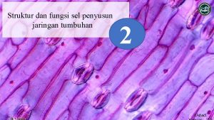 Struktur dan fungsi sel penyusun jaringan tumbuhan 2