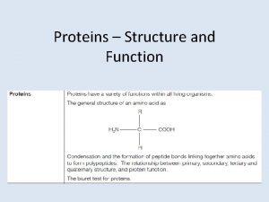 Proteins Structure and Function Introducing proteins Proteins are