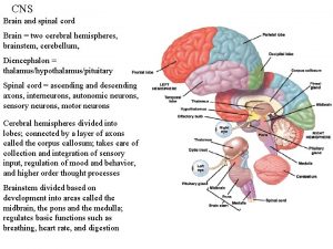 CNS Brain and spinal cord Brain two cerebral