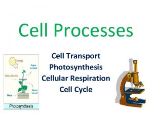 Cell Processes Cell Transport Photosynthesis Cellular Respiration Cell