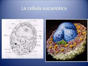 La cellula eucariotica Morfologia delle cellule eucariotiche Membrana