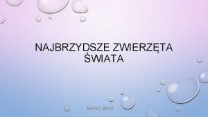 NAJBRZYDSZE ZWIERZTA WIATA SOFIA BAIG MOLOSEK BRAZYLIJSKI NIETOPERZE