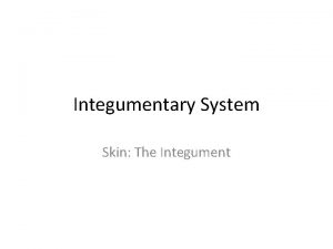 Integumentary System Skin The Integument Hairs Sweat pores