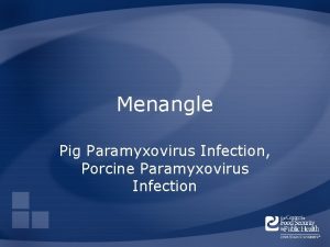 Menangle Pig Paramyxovirus Infection Porcine Paramyxovirus Infection Overview