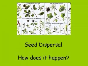 Seed Dispersal How does it happen Wind Dispersal